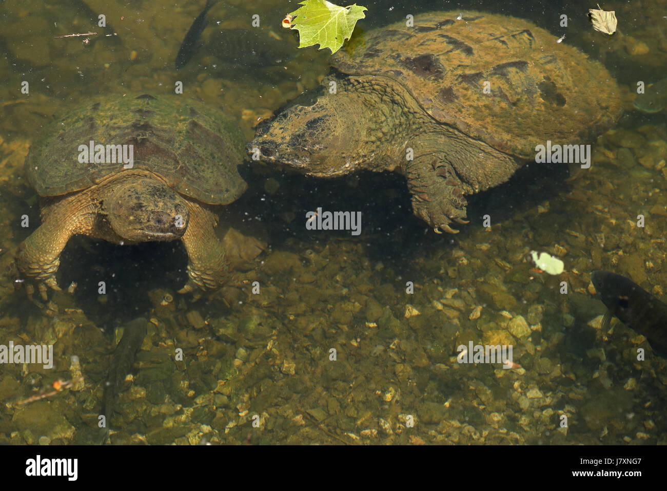 Schnappschildkröten, Chelydra Serpentina, Maryland, unter Nester Sonnenbarsch (Lepomis Macrochirus) Stockfoto