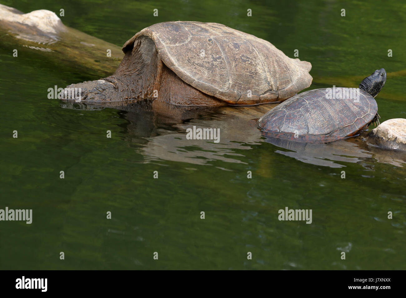 Schnappschildkrote Chelydra Serpentina Sonnen Sich Auf Baumstamm Mit Rotbauch Cooters Psuedemys Rubiventris Maryland Stockfotografie Alamy