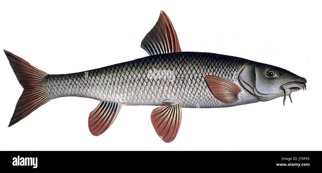 Barbus barbus1 Stockfoto