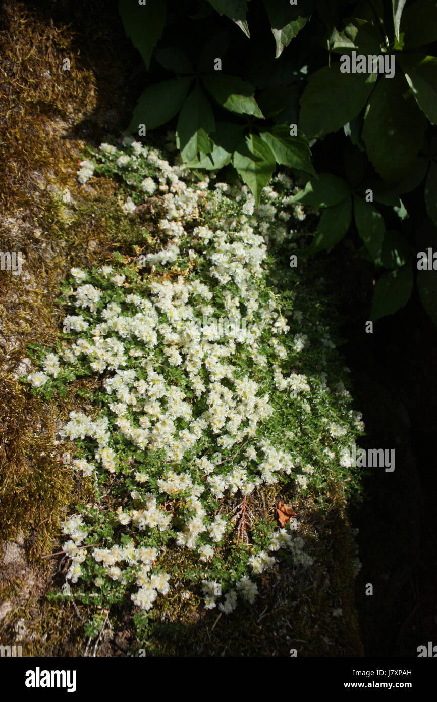 2010.06.27 Borotin 497 Stockfoto