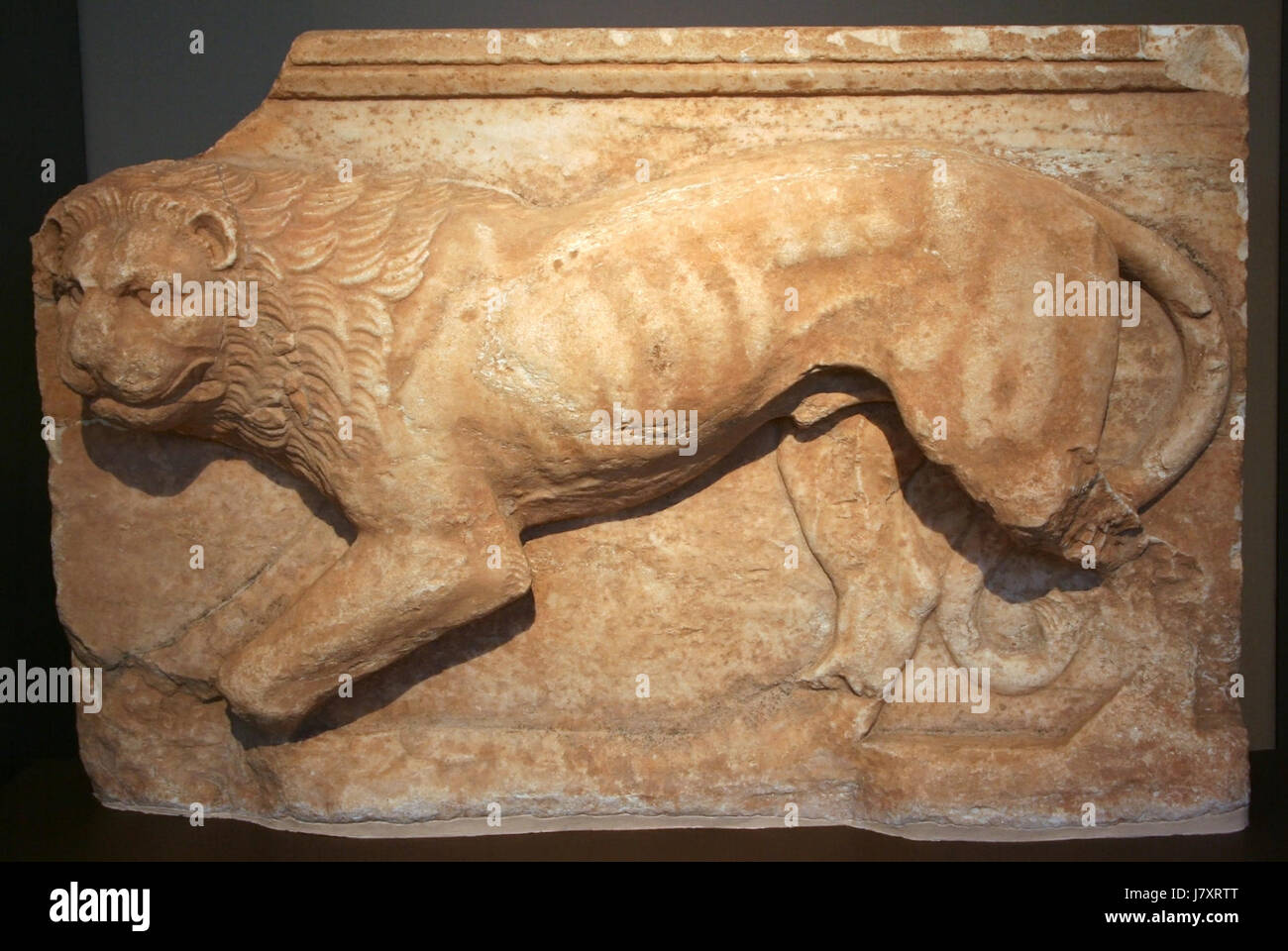 Diese Marmorplatte von Brauron zeigt einen Löwen, ein häufiges Motiv in der antiken griechischen Kunst. Brauron war eine wichtige religiöse Stätte im antiken Griechenland, bekannt für seinen Tempel, der Artemis gewidmet ist. Die Platte zeigt wahrscheinlich symbolische oder zeremonielle Kunst aus der Zeit. Stockfoto