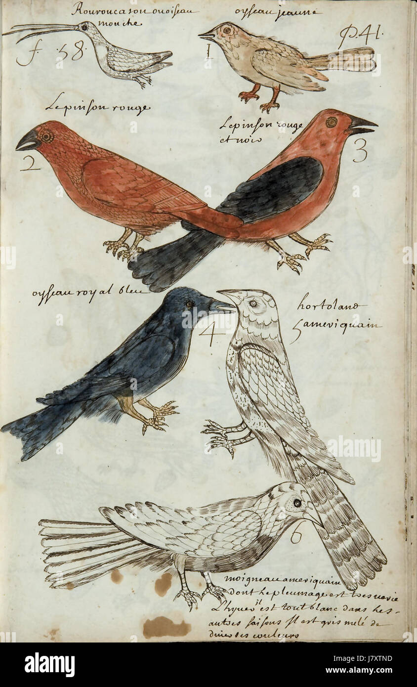 Seite 41 des Codex canadensis, einer Handschrift des französischen Missionars und Künstlers Marc Lescarbot im frühen 17. Jahrhundert. Es enthält detaillierte Abbildungen und Beschreibungen indigener Völker und Wildtiere Kanadas. Stockfoto