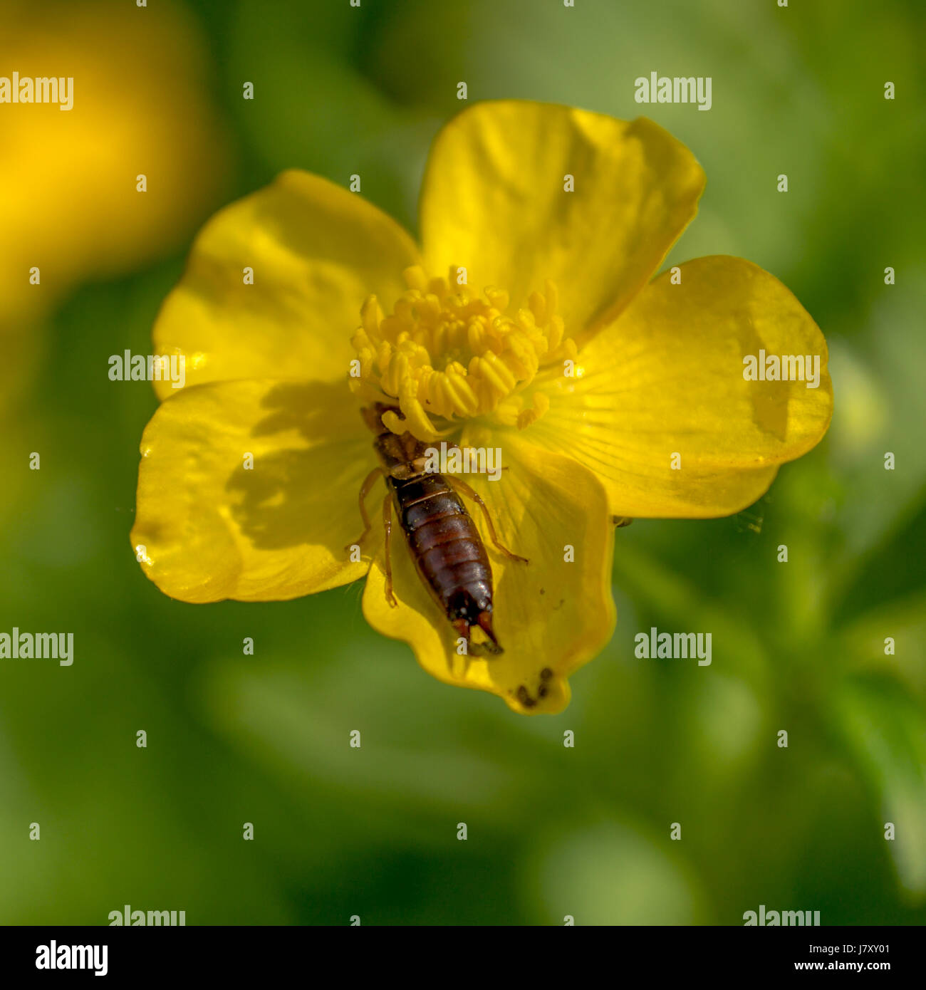 Eine schleichende Butterblume auf von einem weiblichen europäischen Ohrwurm gefüttert Stockfoto