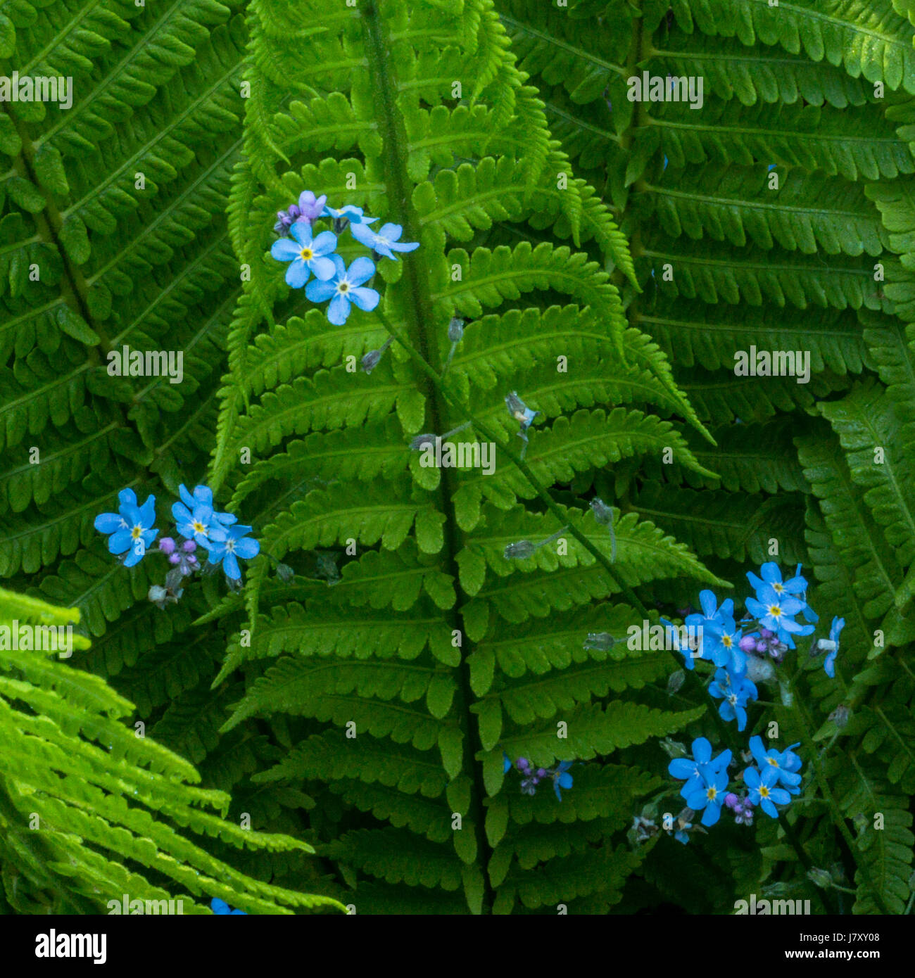 Foregt mich nicht eingebettet in ein Bett aus Swordferns.  Im Rose Garden im Stanley Park Stockfoto
