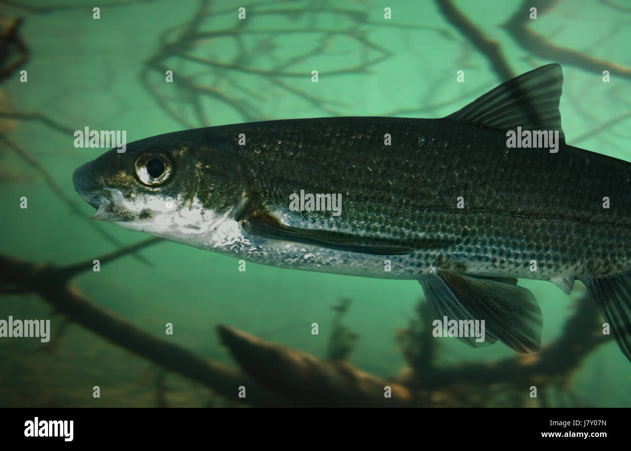 Chondrostoma Stockfotos und bilder Kaufen Alamy