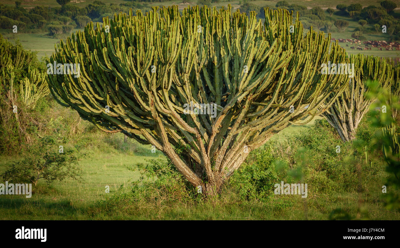 Afrikanischen Kaktus Baum closeup Stockfotografie - Alamy
