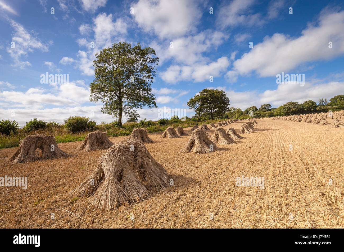 Weizen stooks/Scheiben trocknen in einem Feld in North Devon, im Südwesten von England an einem sonnigen Tag Stockfoto