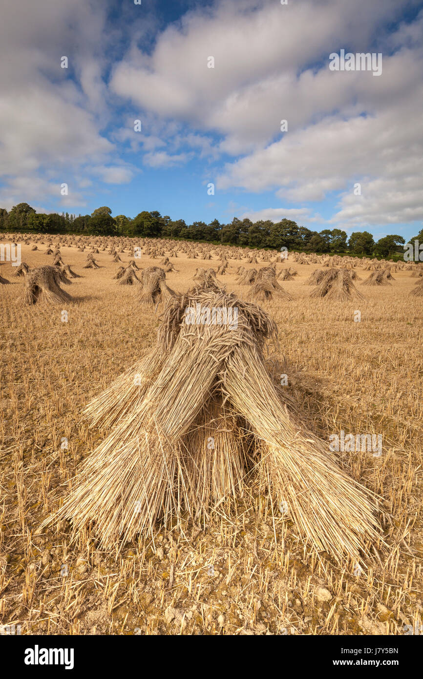 Weizen stooks/Scheiben trocknen in einem Feld in North Devon, im Südwesten von England an einem sonnigen Tag Stockfoto