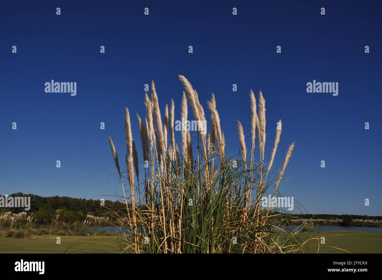 Gefiederten Beige Schilf weht im Wind am Golfplatz in Carmelo, Uruguay an einem schönen Herbsttag mit blauem Himmel Stockfoto