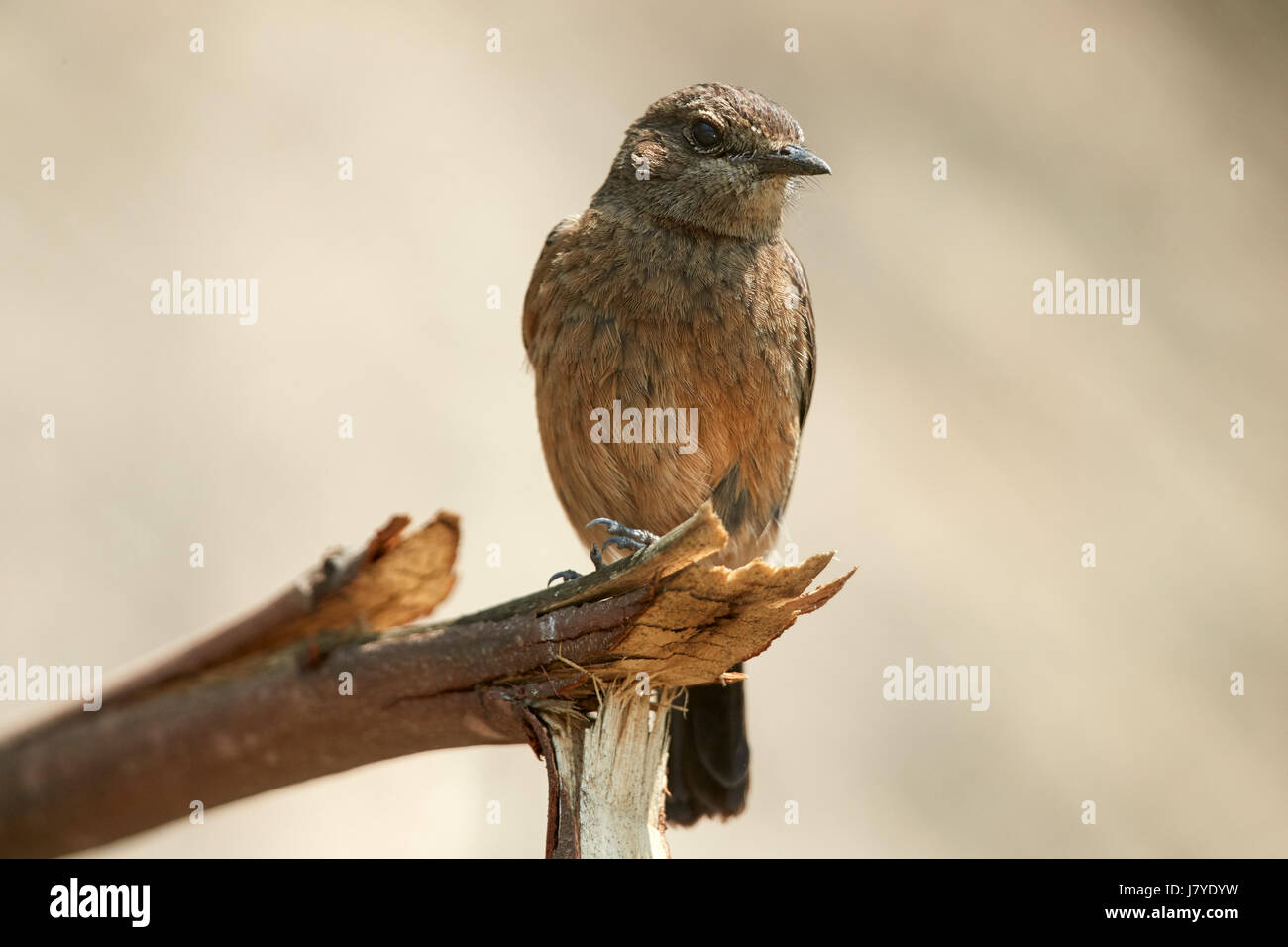 Sibirische Schwarzkehlchen (Saxicola Maurus) weibliche im Frühjahr, thront auf einem Holz, vor einem verschwommenen natürlichen Hintergrund, Stockfoto