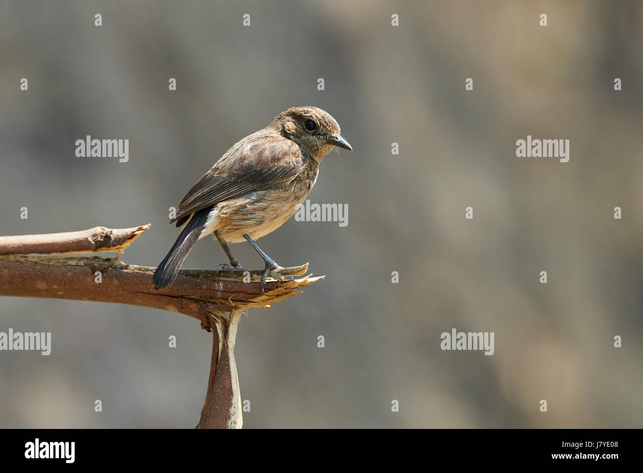 Sibirische Schwarzkehlchen (Saxicola Maurus) weibliche im Frühjahr, thront auf einem Holz, vor einem verschwommenen natürlichen Hintergrund, Stockfoto