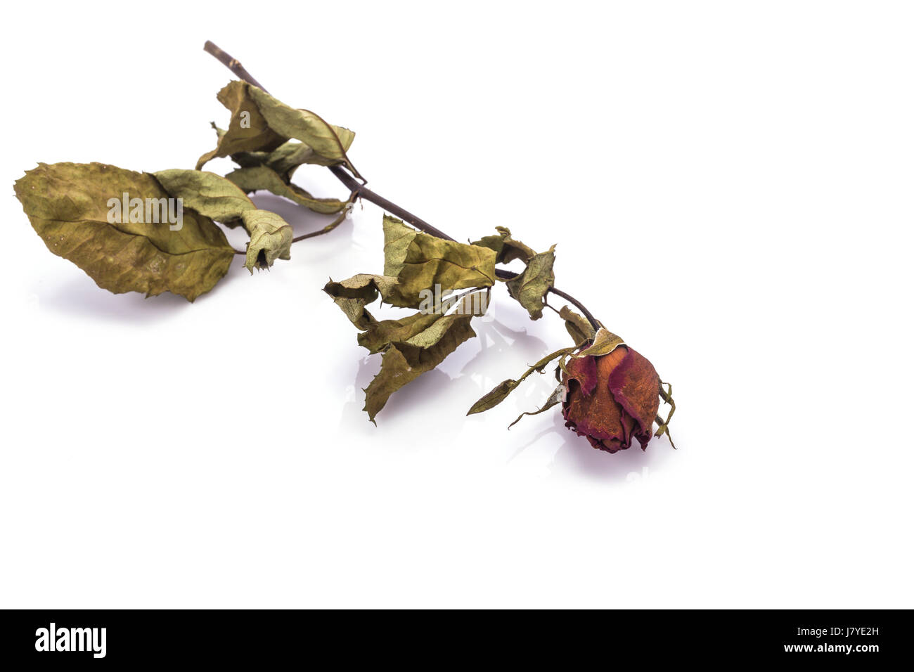Braune trockene rose Blume mit Blatt. Studio gedreht isolierten auf weißen Hintergrund Stockfoto