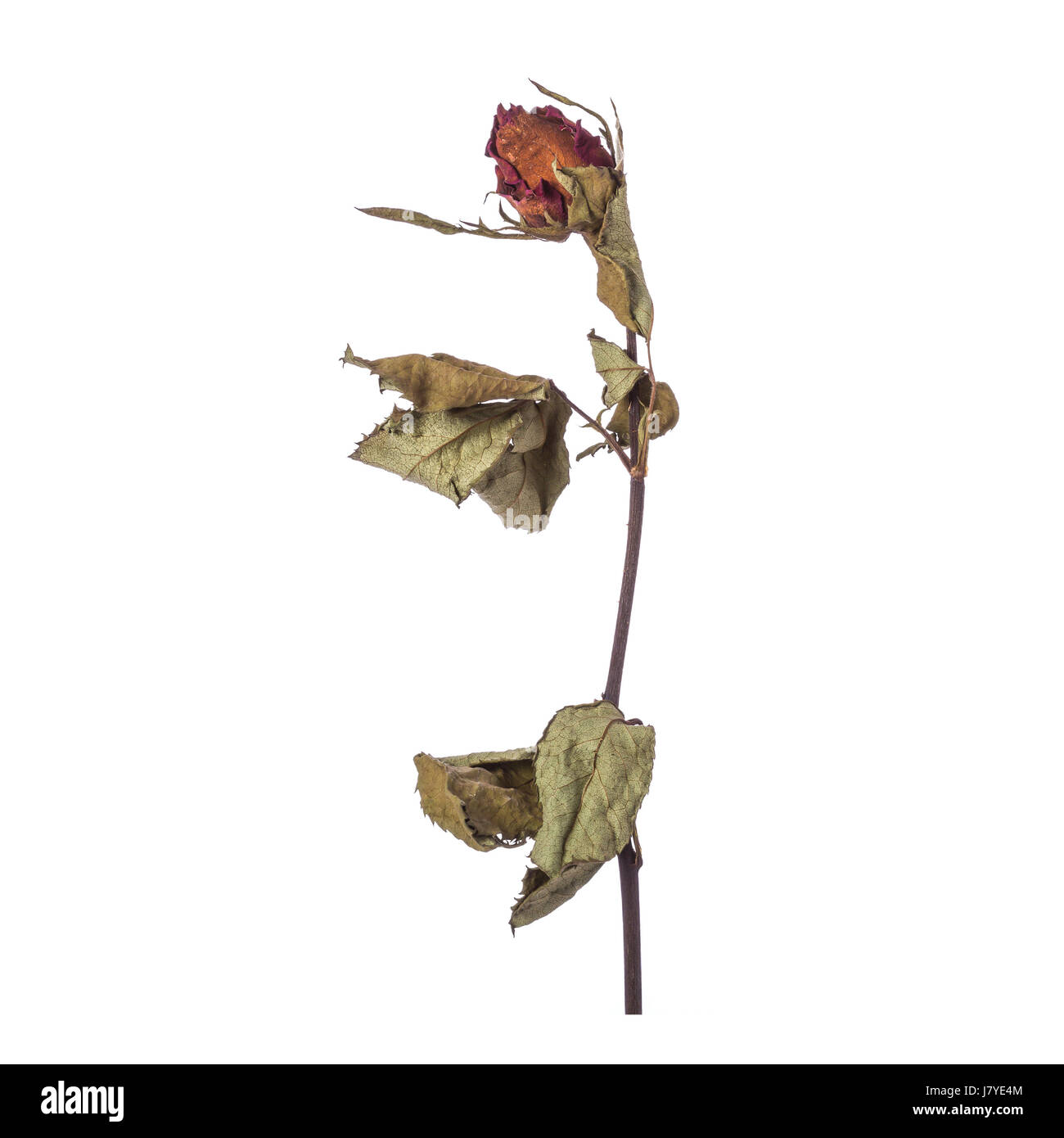 Braune trockene rose Blume mit Blatt. Studio gedreht isolierten auf weißen Hintergrund Stockfoto