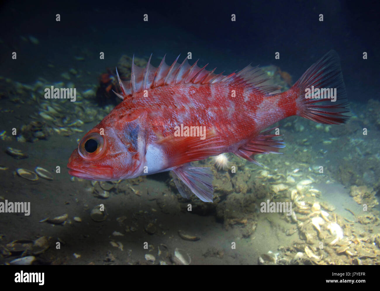 Helicolenus Dactylopterus Stockfotos und bilder Kaufen Alamy