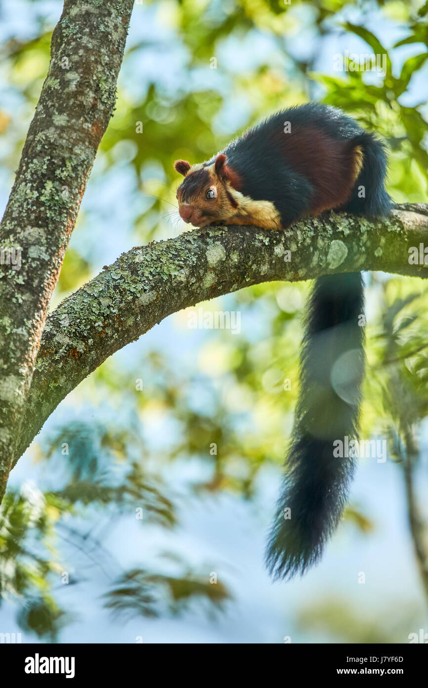 Malabar rieseneichhörnchen