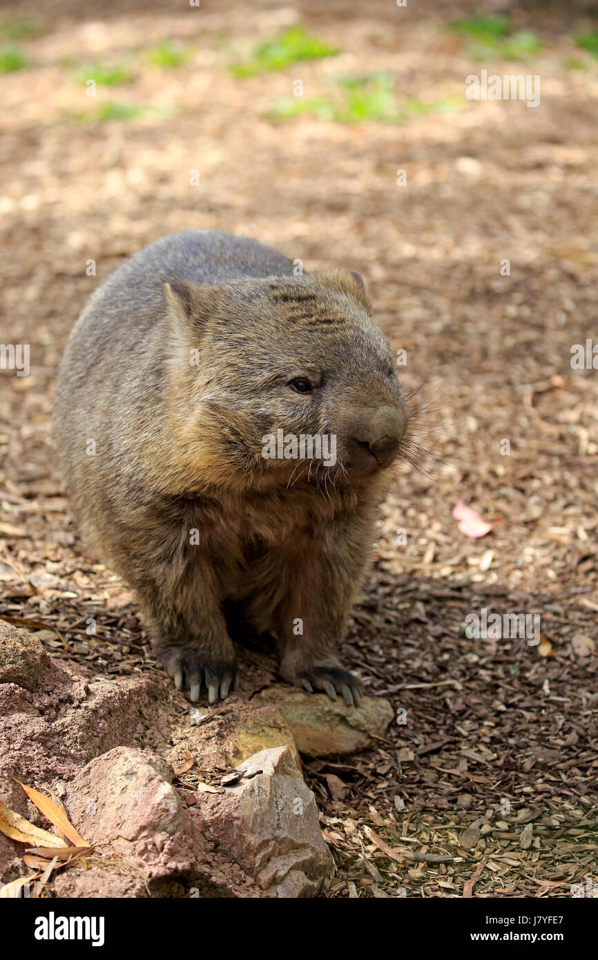 Gemeinsamen Wombat (Vombatus Ursinus), Erwachsener, Mount Lofty, South Australia, Australien Stockfoto