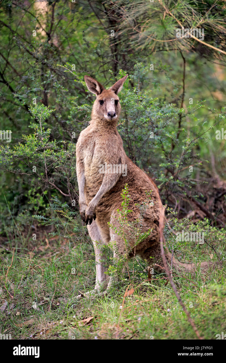 Östliche graue Känguru (Macropus Giganteus), Erwachsener wachsamen, Murramarang National Park, New-South.Wales, Australien Stockfoto