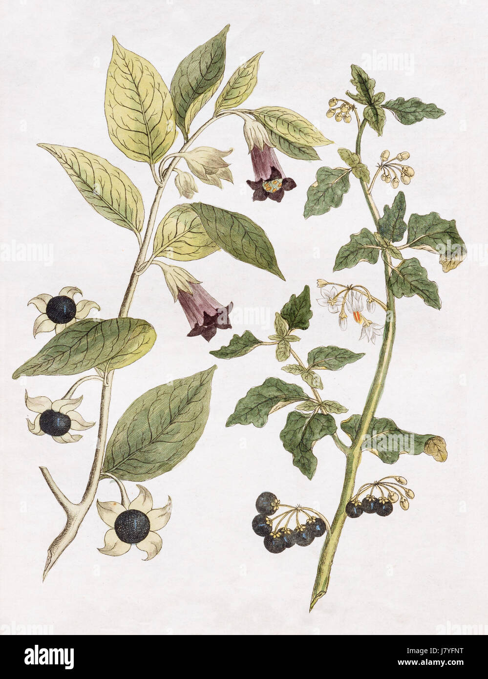 Belladonna (Atropa Belladonna), giftige Pflanze und Heilpflanze und europäischen Llack Nachtschatten (Solanum Nigrum), handkoloriert Stockfoto