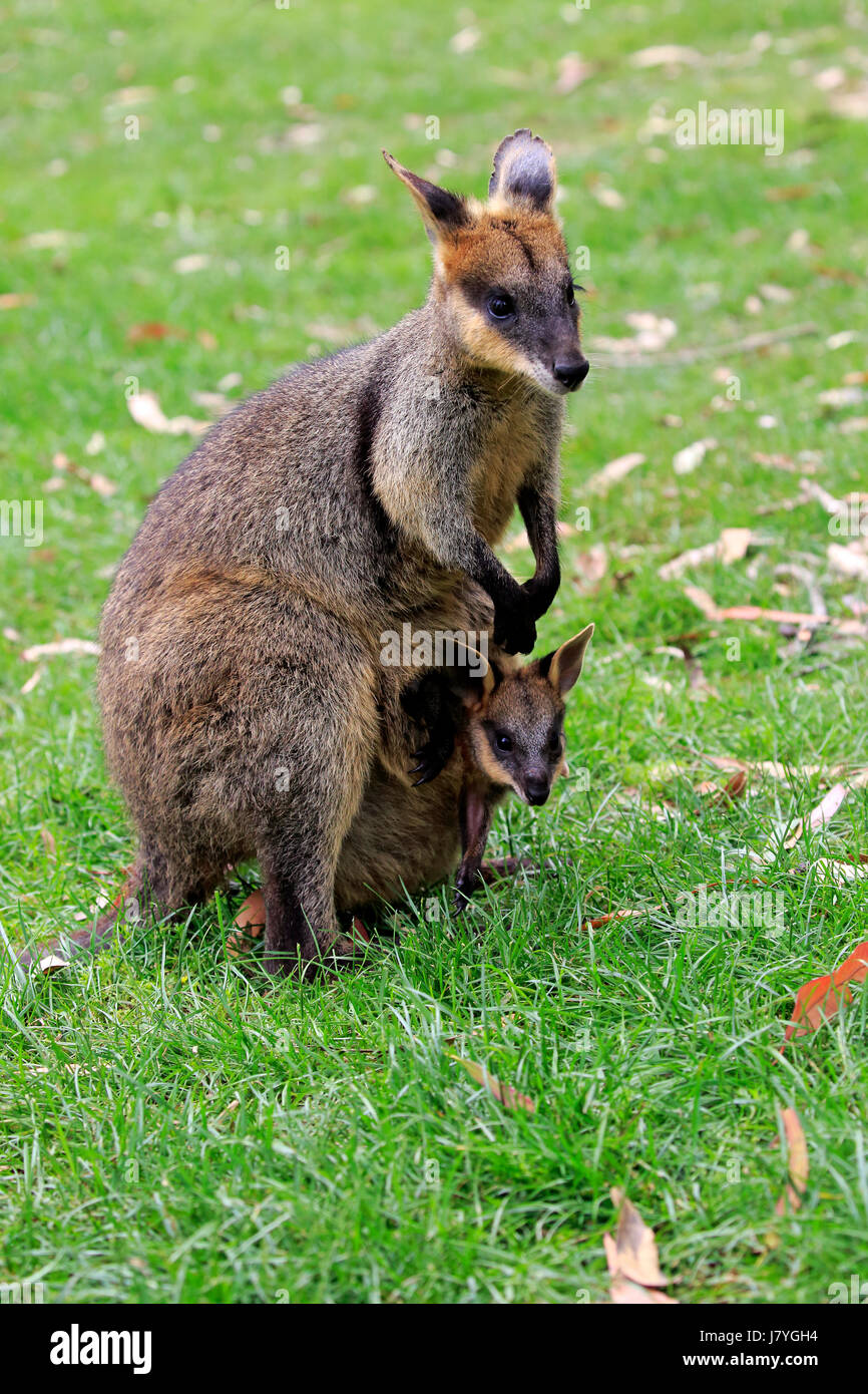 Agile Wallaby (Macropus Agilis), Erwachsene mit dem jungen Tier, junge Tiere schauen aus Tasche, Weiblich, kuschelige Creek, Australien Stockfoto