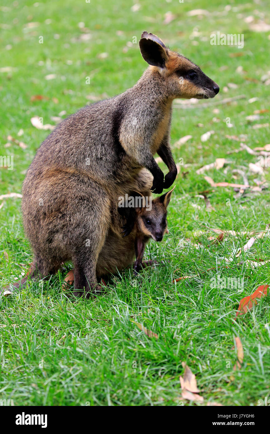 Agile Wallaby (Macropus Agilis), Erwachsene mit dem jungen Tier, junge Tiere schauen aus Tasche, Weiblich, kuschelige Creek, Australien Stockfoto