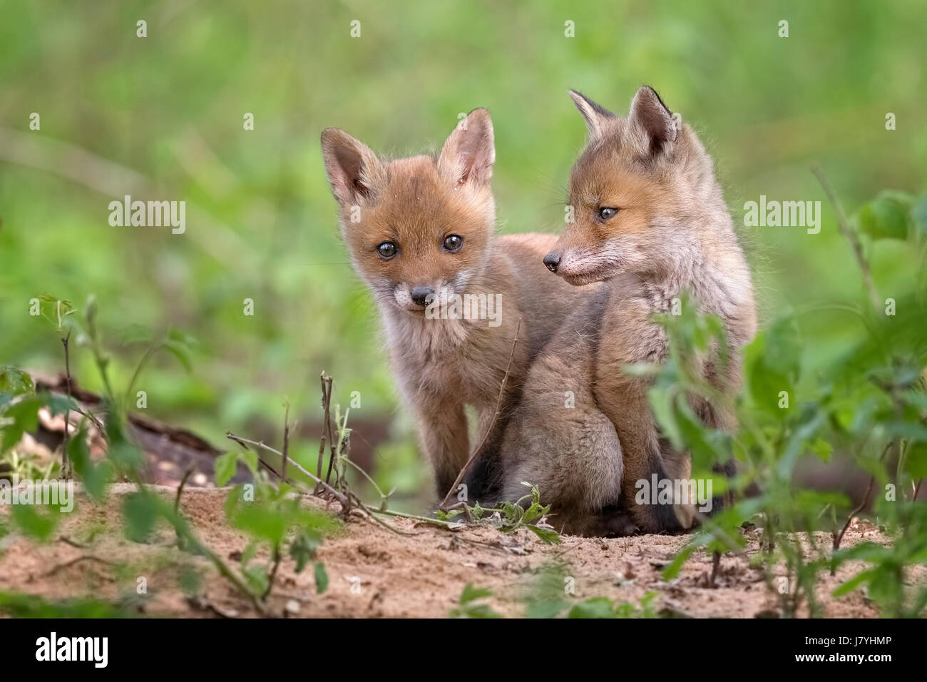 Rotfüchse (Vulpes Vulpes), Welpen, junge Tiere in der Höhle, neugierig, Biosphärenreservat Mittellelbe, Sachsen-Anhalt, Deutschland Stockfoto