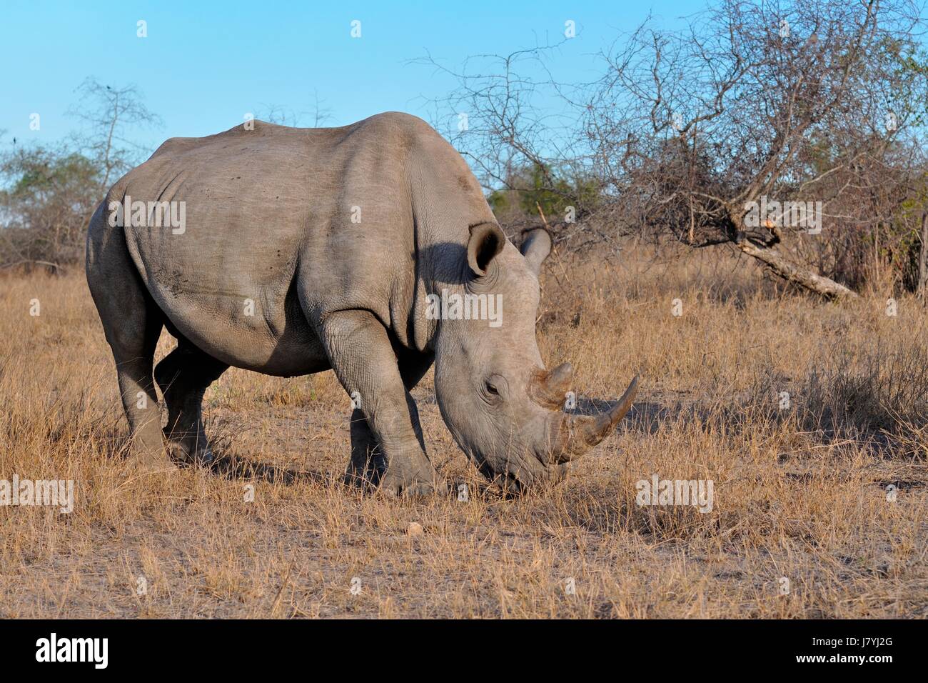 Breitmaulnashorn oder Square-lippige Rhinoceros (Ceratotherium Simum), Männchen, Weiden, Krüger Nationalpark, Südafrika, Afrika Stockfoto