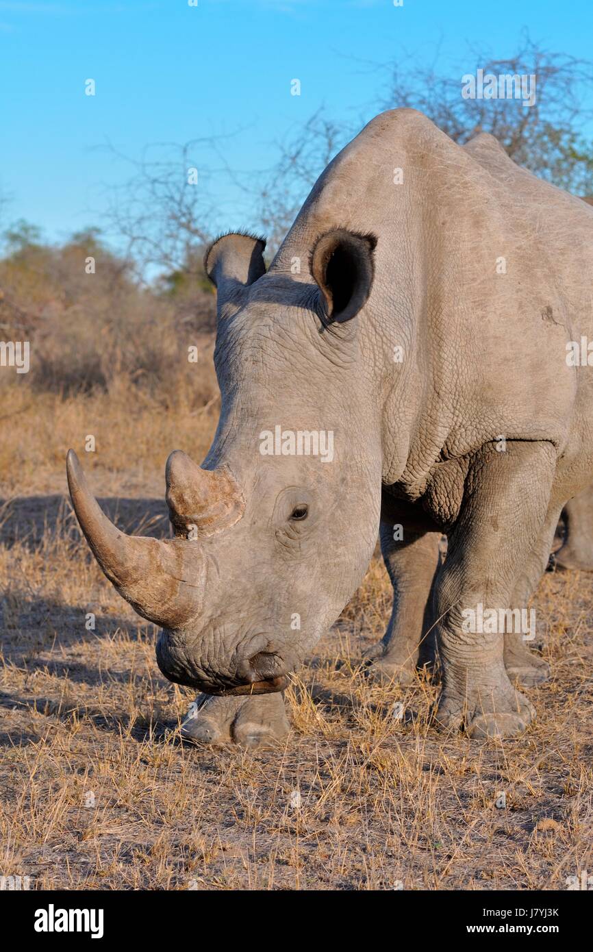 Breitmaulnashorn oder Square-lippige Rhinoceros (Ceratotherium Simum), Männchen, Weiden, Krüger Nationalpark, Südafrika, Afrika Stockfoto