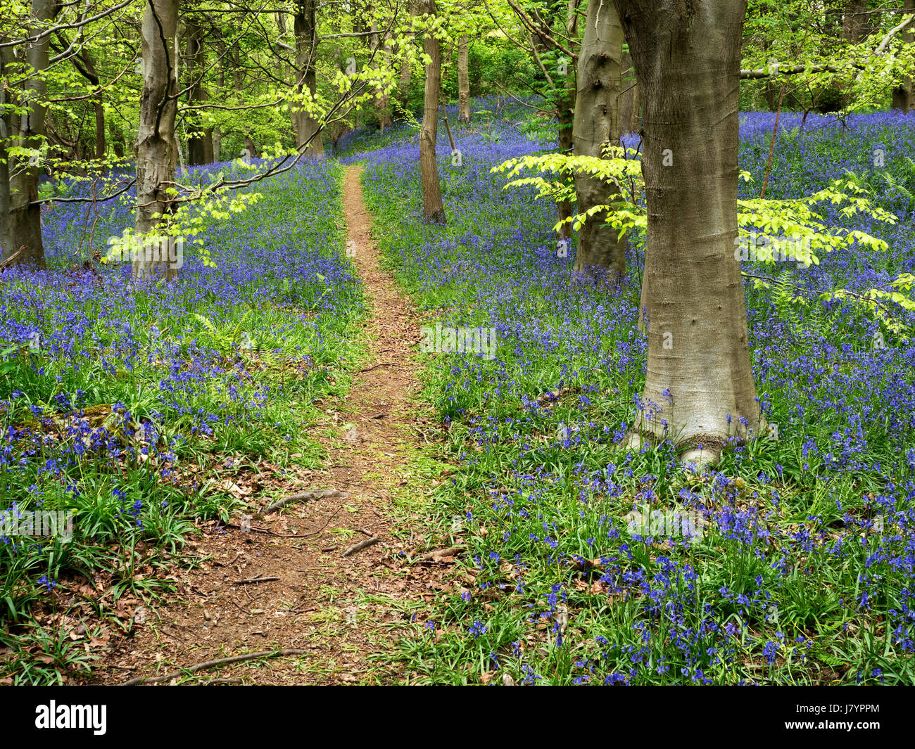 Weg durch Glockenblumen in Middleton Woods in der Nähe von Ilkley, West Yorkshire, England Stockfoto