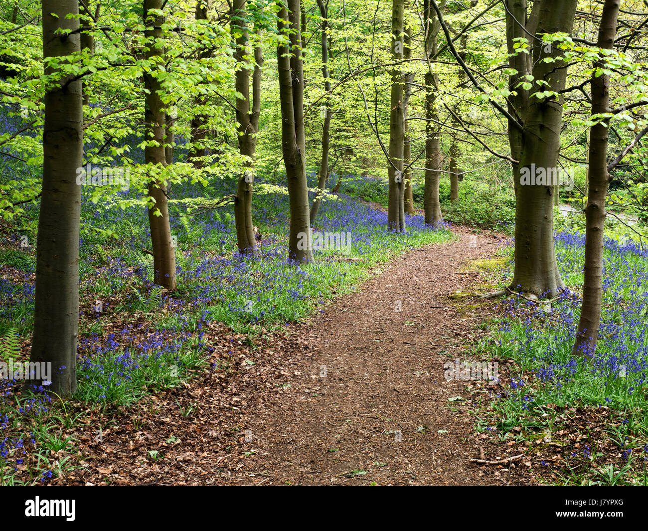 Weg durch Glockenblumen in Middleton Woods in der Nähe von Ilkley, West Yorkshire, England Stockfoto