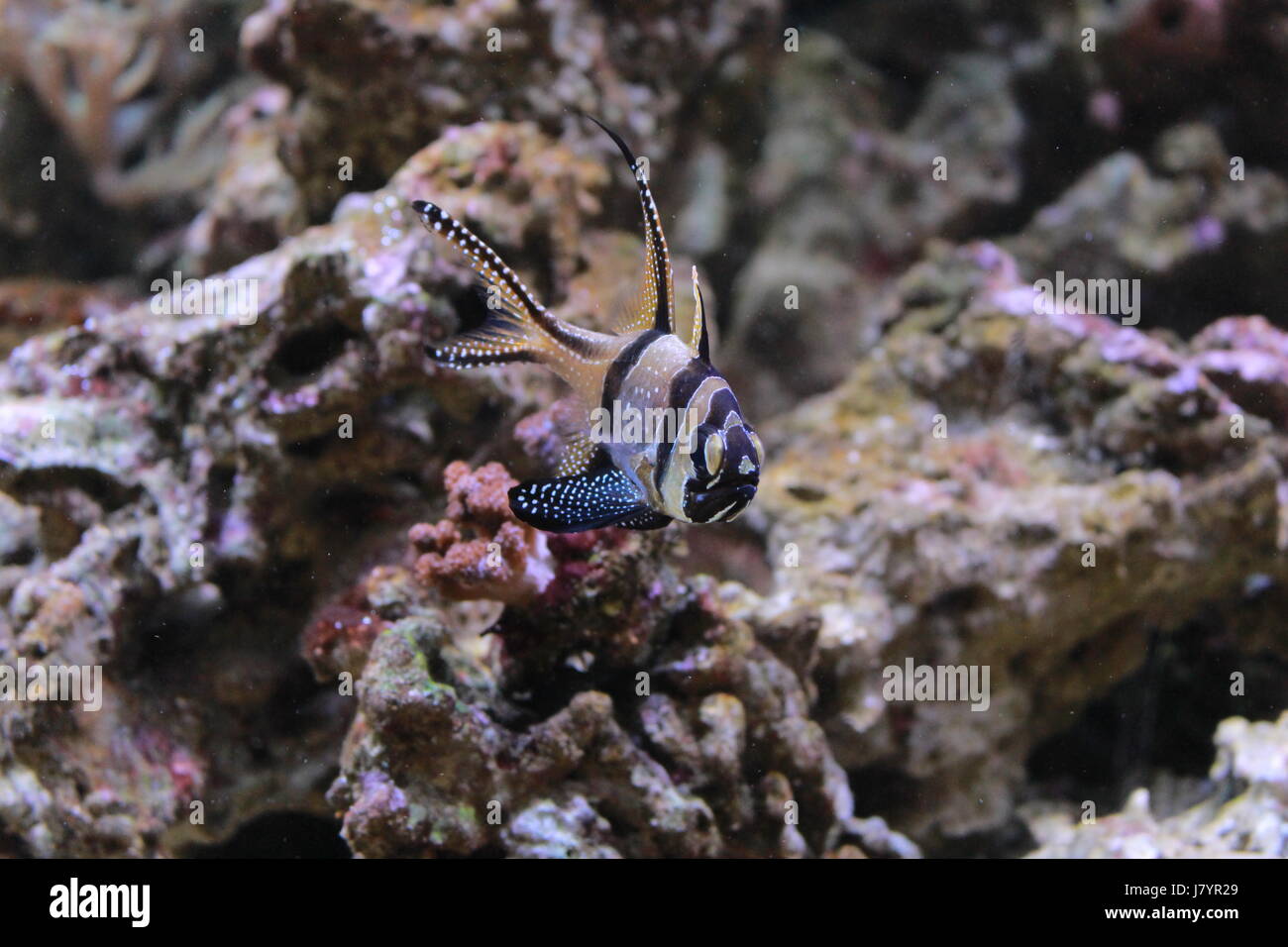 die farbigen Meeresboden Fisch Récif im aquarium Stockfoto