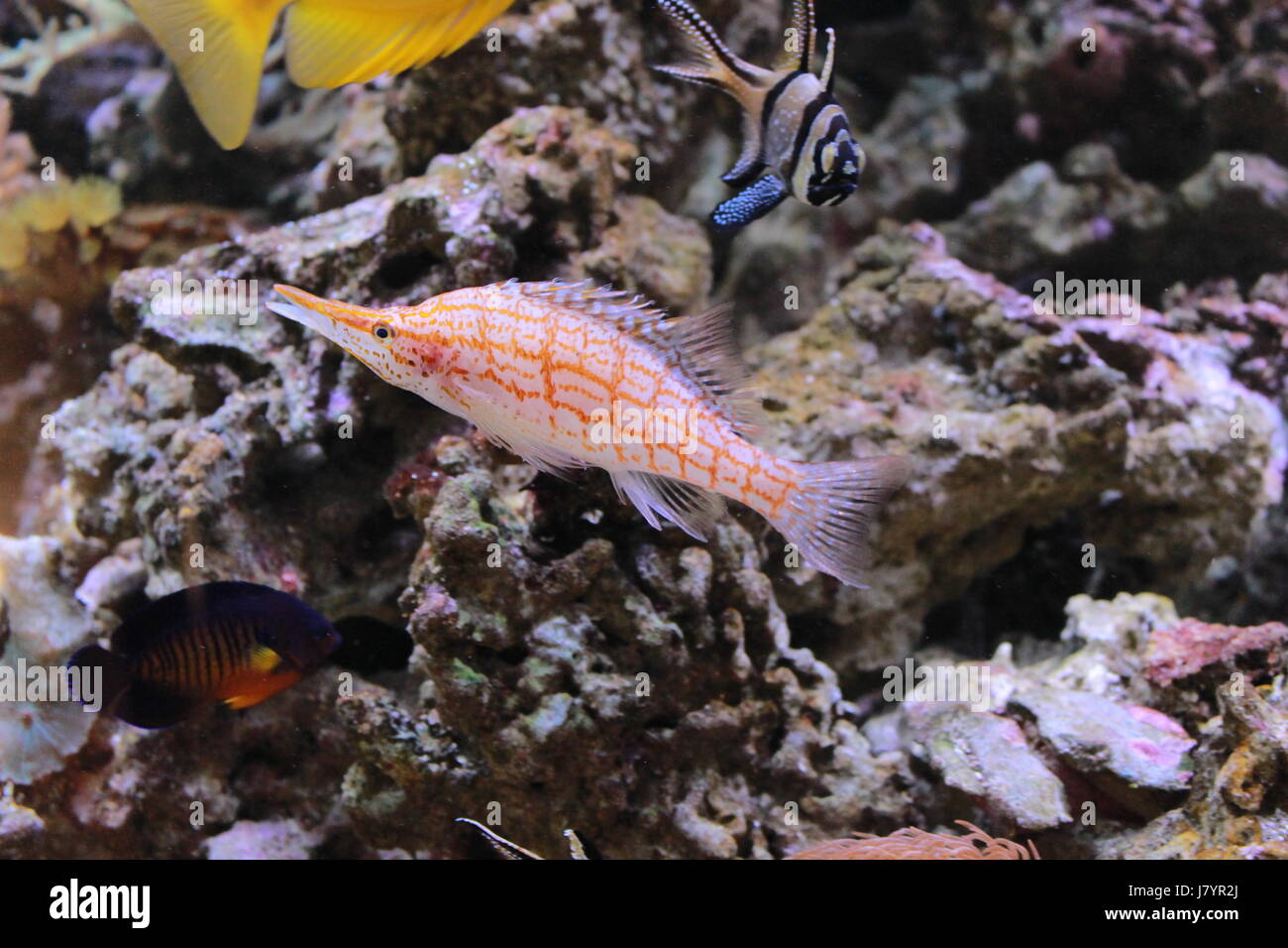 die farbigen Meeresboden Fisch Récif im aquarium Stockfoto