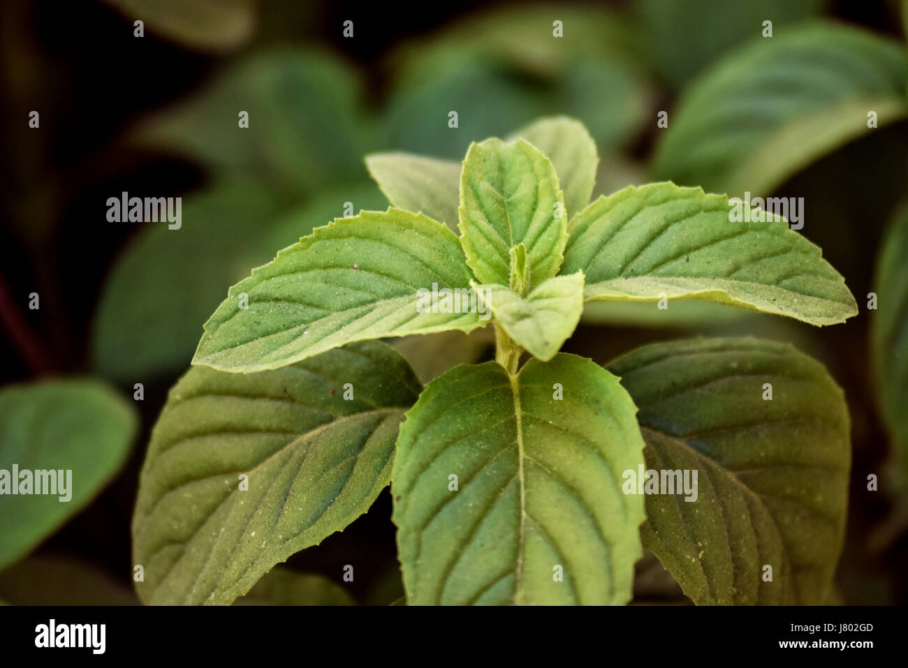 Minze Blätter an der Pflanze Stockfoto