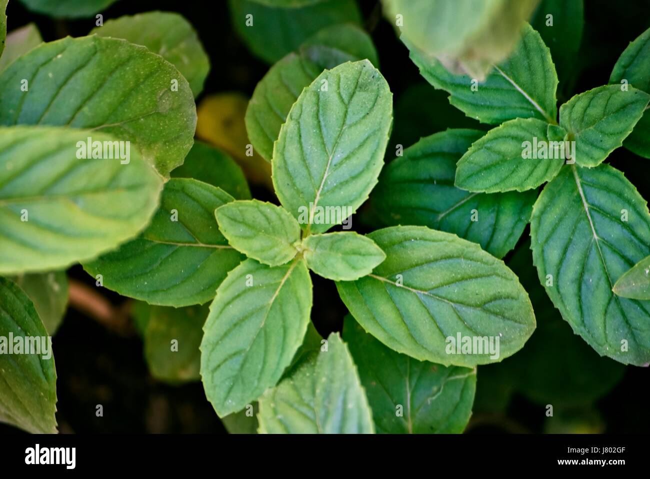 Minze Blätter an der Pflanze Stockfoto