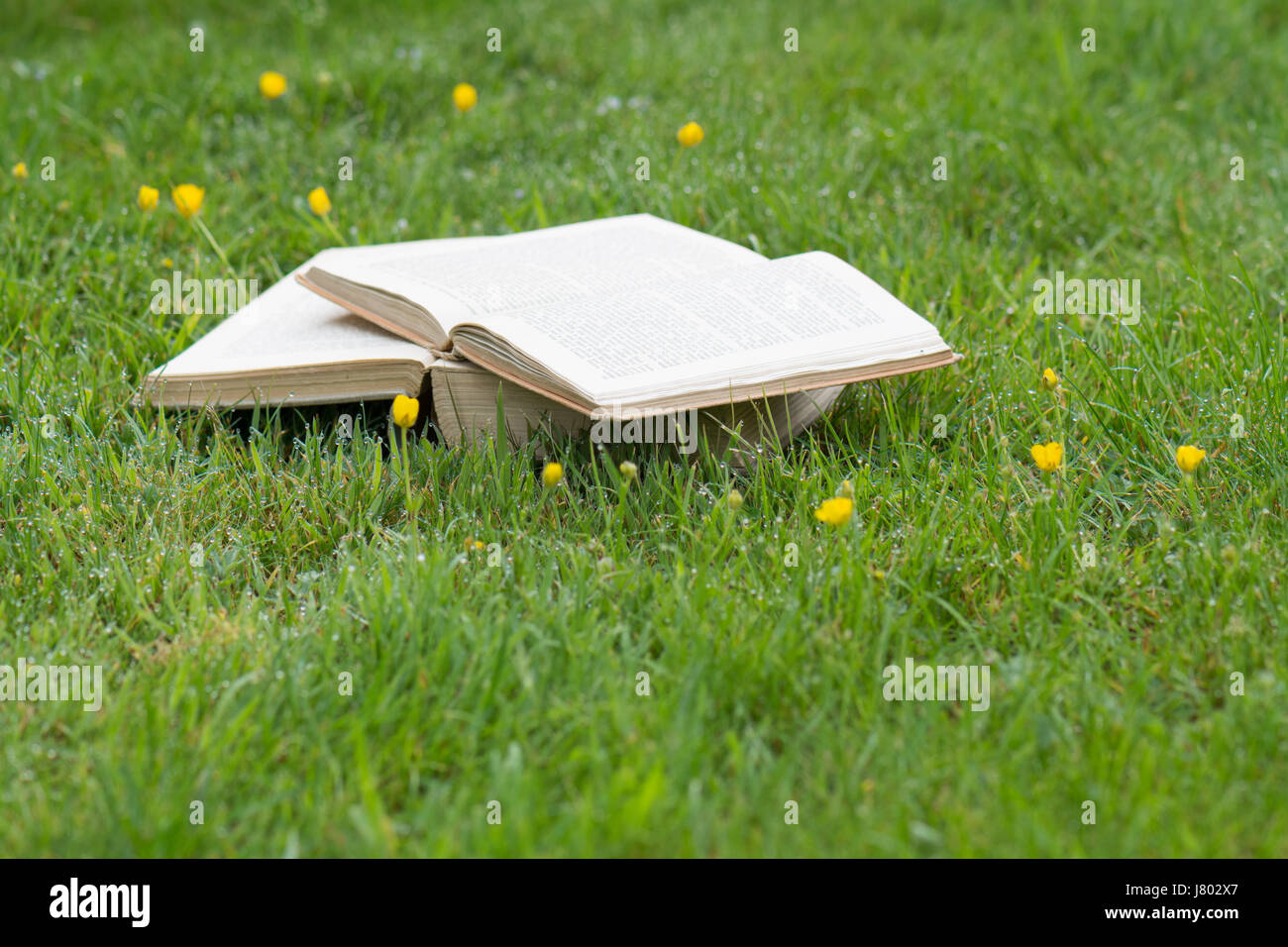 Bücher im Freien auf dem Rasen Stockfoto