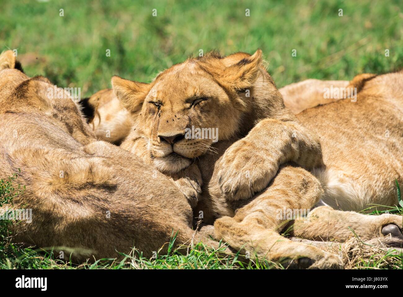 Schöne afrikanische Tierwelt Stockfoto