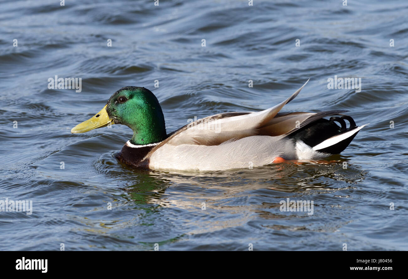 Eine männliche Stockente (Anas platyrhynchos) schwimmen. Roggen Hafen Nature Reserve. Roggen, Sussex, UK Stockfoto