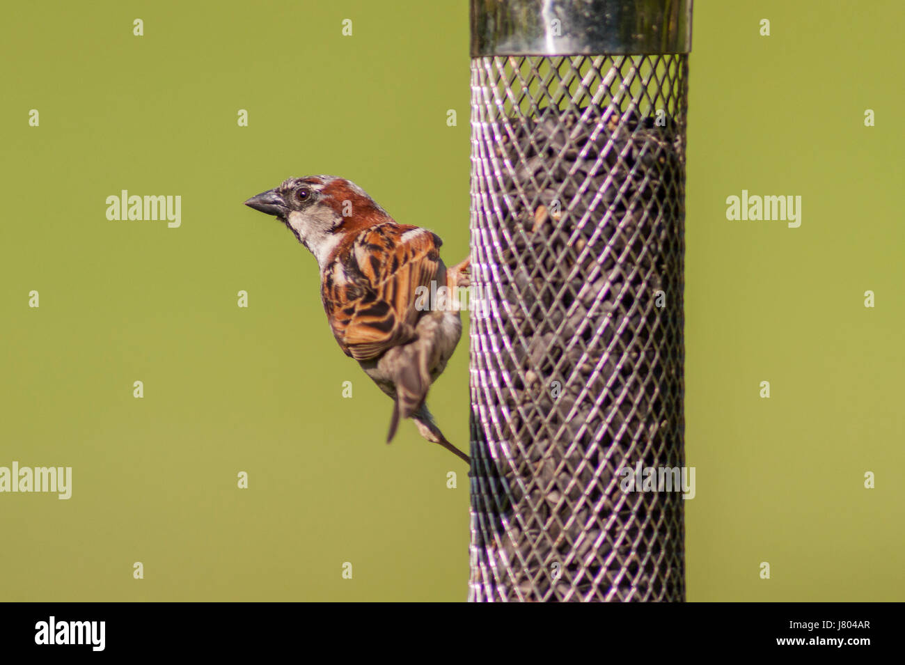 Eine Nahaufnahme der Vogel Bildniss eines männlichen Haussperling (Passer Domesticus) in einem uk-Garten Stockfoto