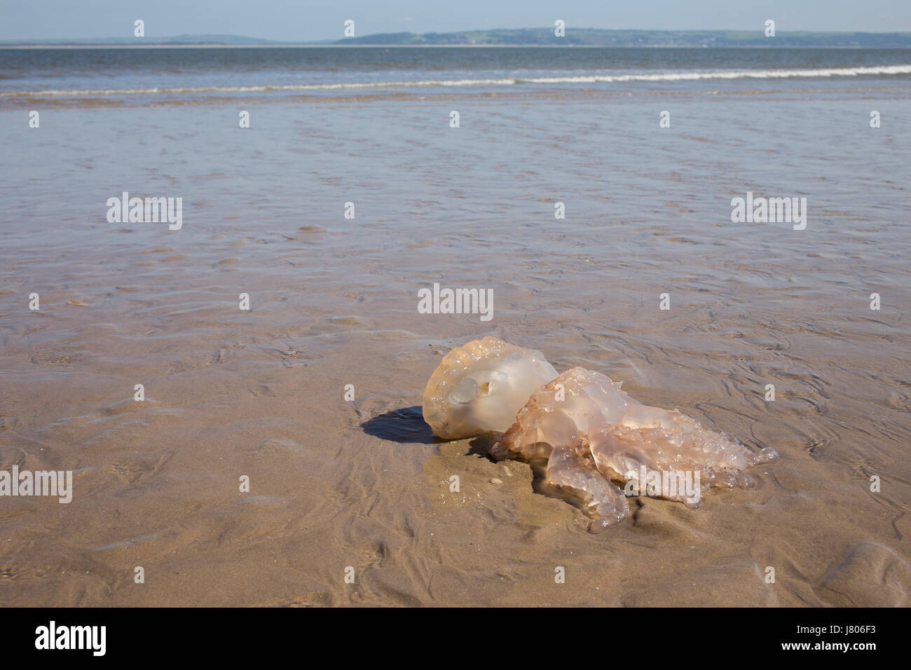 Swansea, Großbritannien. 25. Mai 2017.  Ein Quallen angeschwemmt am sandigen Strand von Broughton, Strand, Gower.  Die Flut zurück um dieses Meer Kreatur s hinterlassen Stockfoto