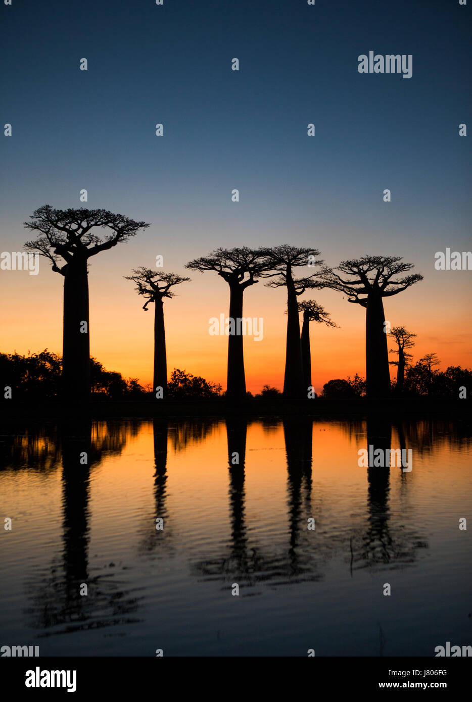 Affenbrotbäume bei Sonnenaufgang am Wasser mit Reflexion. Madagaskar. Eine gute illustration Stockfoto