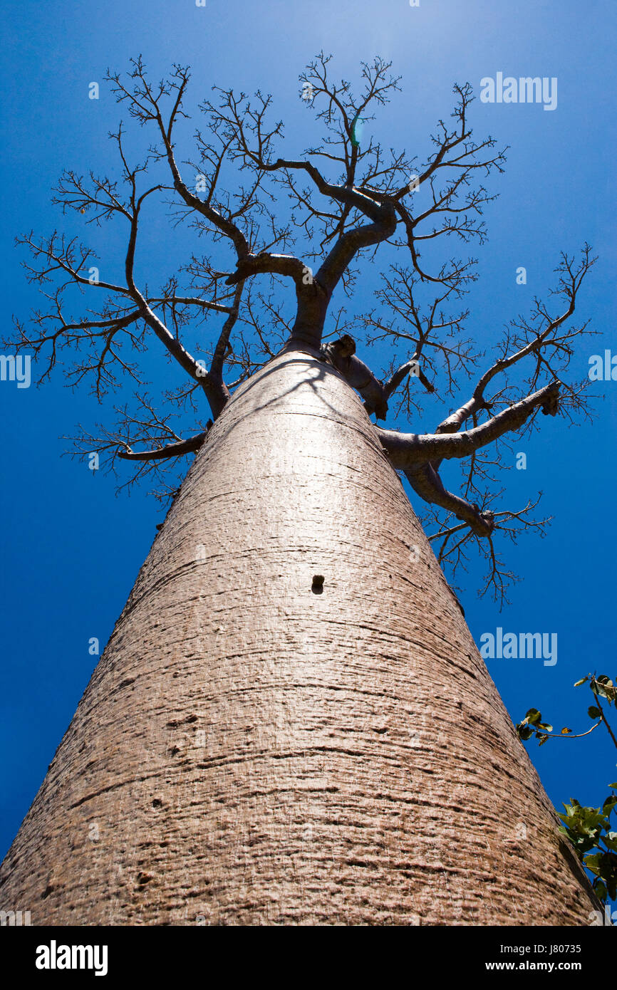 Baobab auf blauem Hintergrund. Madagaskar. Stockfoto