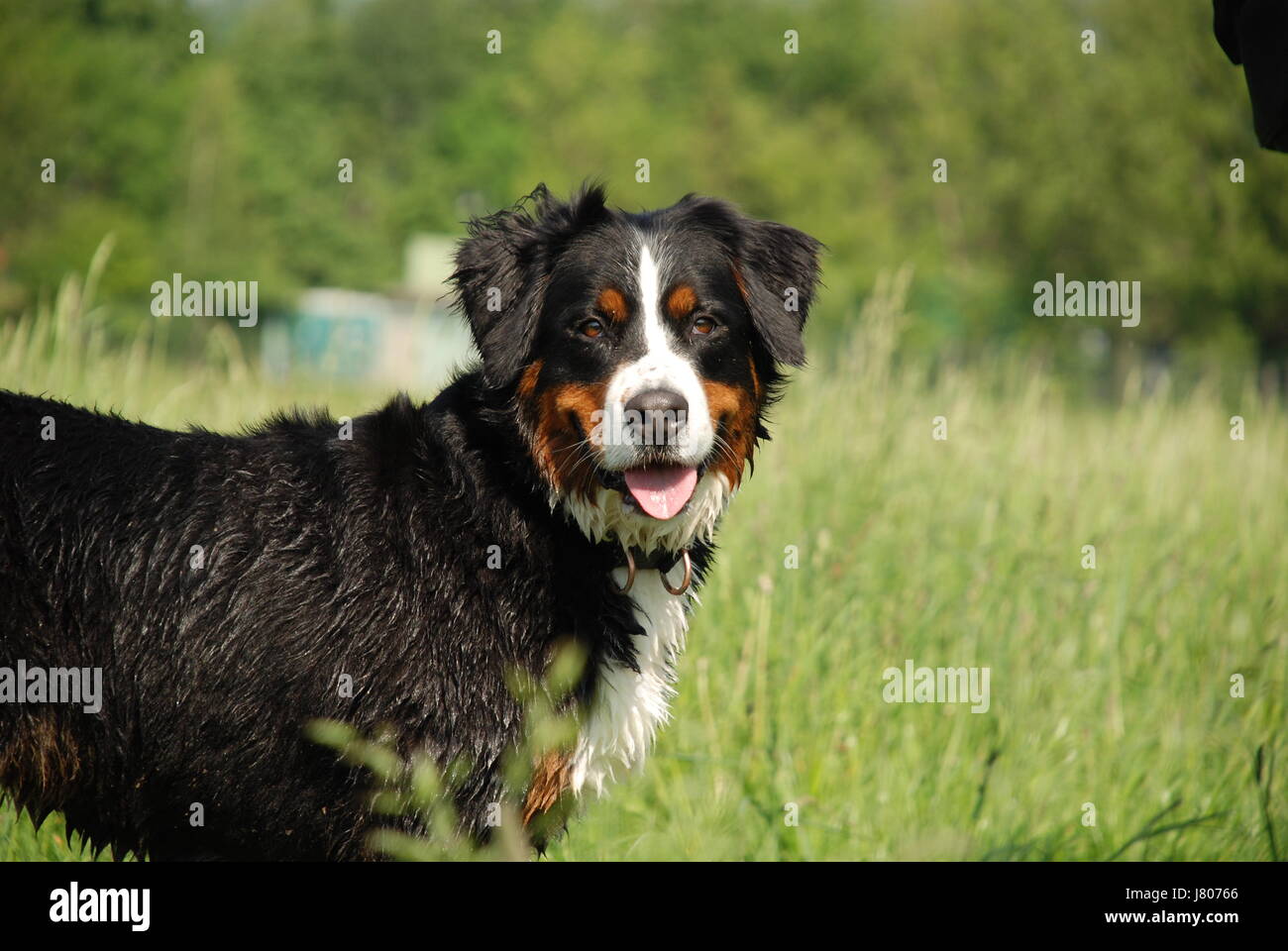 Hund zeichnen Foto Bild Bild Kopie Abzug Rennen Dyer Staint Pigment der Haut Stockfoto