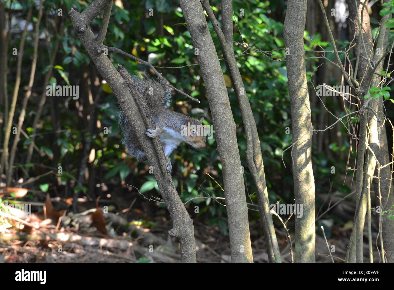 Östliche graue Eichhörnchen Sciurus Carolinensis klammerte sich an kleinen Baumstamm bewaldete Fläche, Gelegenheit zur Nahrungssuche in Hinterhof Futter warten. Stockfoto