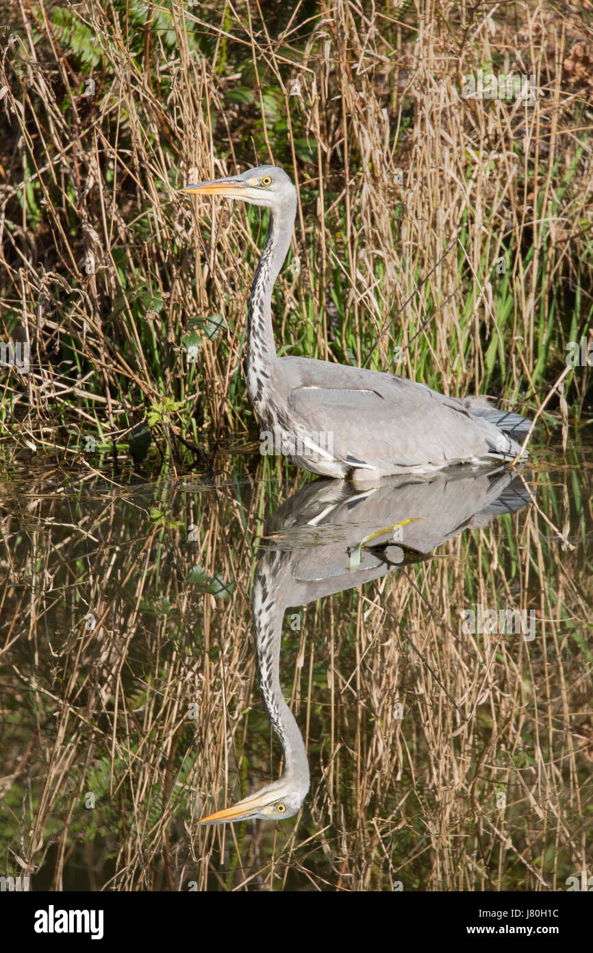 Graureiher Angeln am Ufer des Sees in Devon Stockfoto