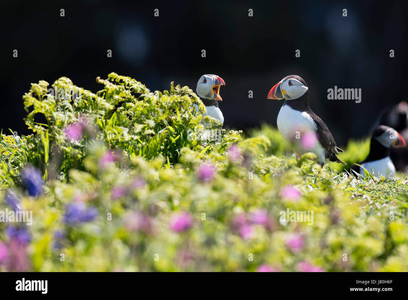 Zuchtpaar der Papageitaucher am Eingang zu ihrem Nest Graben inmitten Glockenblumen und Red Campion auf Skomer island Stockfoto