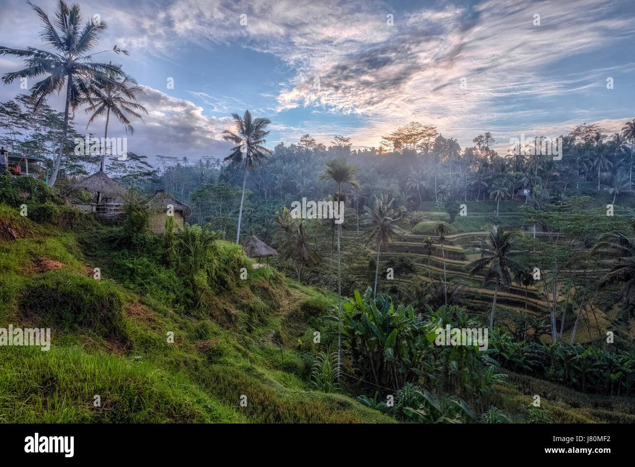 Tegalalang, Reisfelder, Ubud, Bali, Indonesien, Asien Stockfoto