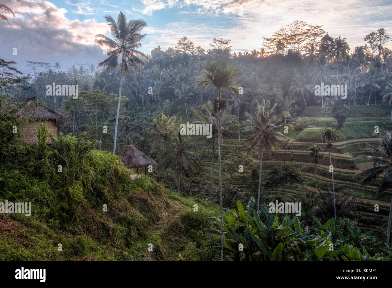 Tegalalang, Reisfelder, Ubud, Bali, Indonesien, Asien Stockfoto