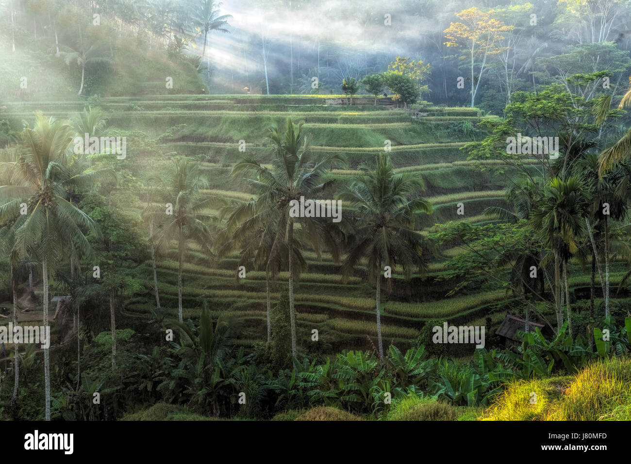 Tegalalang, Reisfelder, Ubud, Bali, Indonesien, Asien Stockfoto