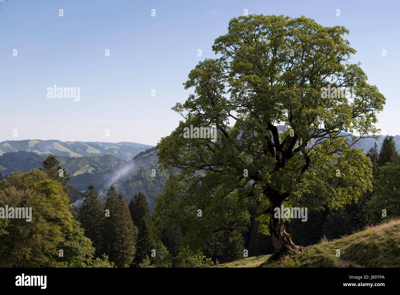 Ahornbaum beim Aufstieg auf die Nagelfluhkette, Allgäuer Alpen, Deutschland. Naturpark Nagelfluhkette in den Allgäuer Alpen, Deutschland Stockfoto