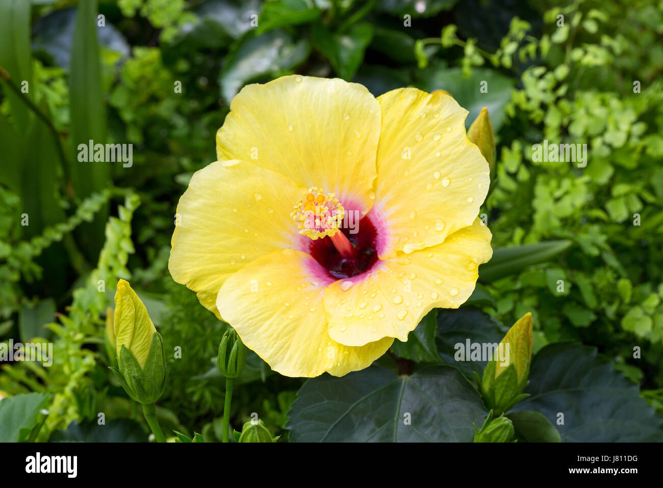 Yellow hibiscus state flower hawaii Fotos und Bildmaterial in hoher