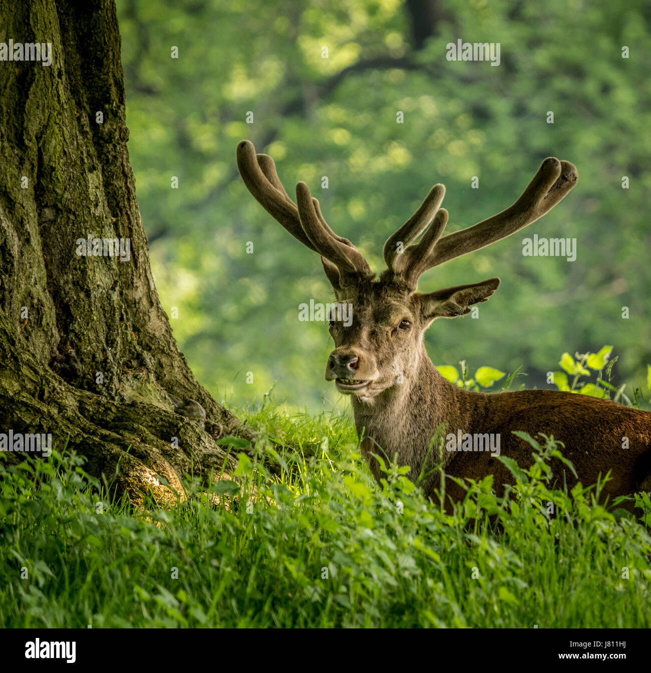 Rothirsch ruht unter einem Baum im Wollaton Park, Nottingham, Großbritannien. Stockfoto